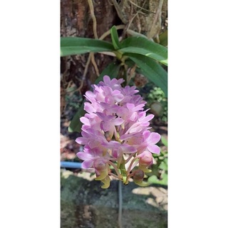 3 cây lan rừng hồng nhạn tháng 4 (hoa thơm, dễ trồng, bao sống) lấy từ rừng bình thuận