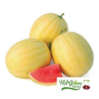 10 Hạt giống dưa hấu vàng ruột đỏ LINH NGOC