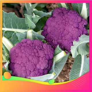 Hạt Giống Súp Lơ Tím - 10 Hạt VIETGAR