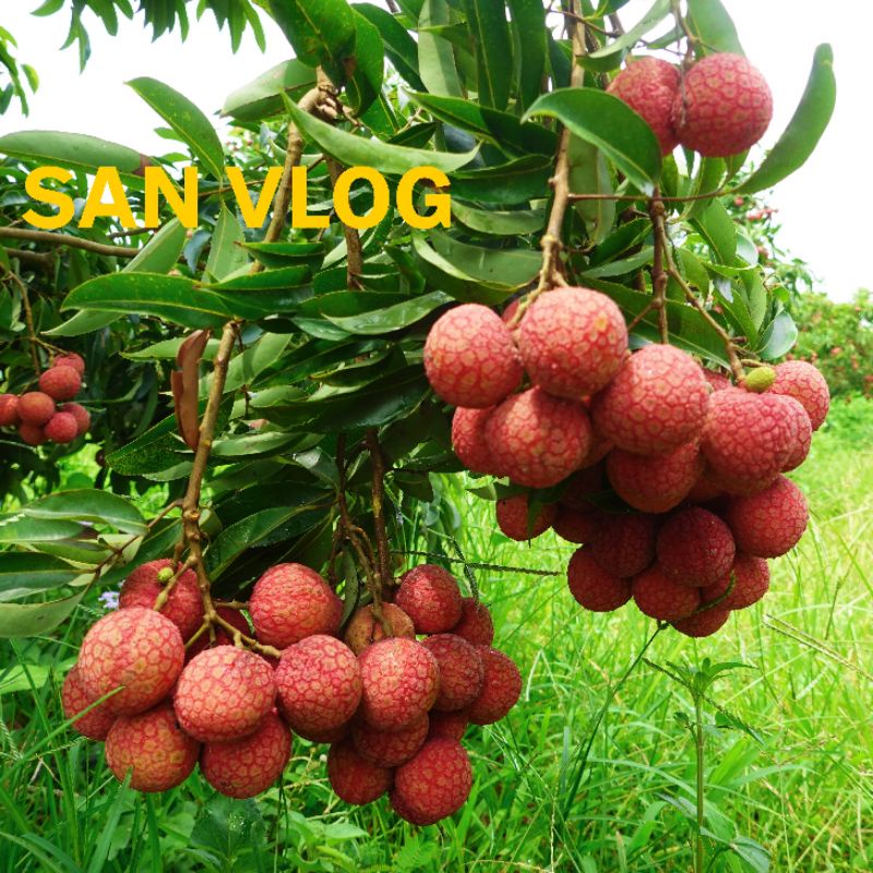 1kg VẢI Thiều Sấy Khô Đặc Sản Bắc Giang Loại Ngon  || Đồ Ăn Vặt || San Vlog