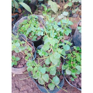 Bầu giống rau càng cua 🍀🍂MUA 2 TẶNG 1 🍀🍂 Với đơn hàng thanh toán trước