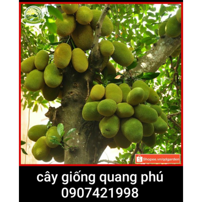 CÂY GIỐNG MÍT NGHỆ TỨ QUÝ