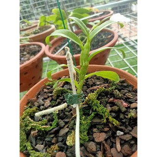 Lan Phi Điệp 🍀FREESHIP🍀 5 Cánh Trắng Phú Thọ [ Ươm Kie ]