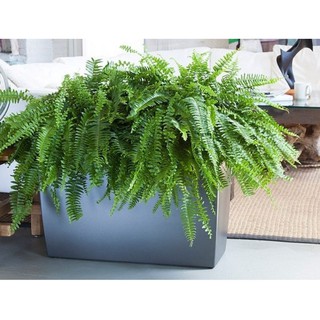 cây dương xỉ tươi (10 khóm)