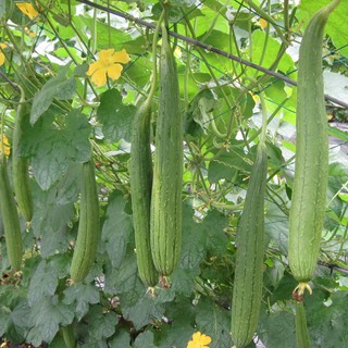 Hạt giống mướp hương