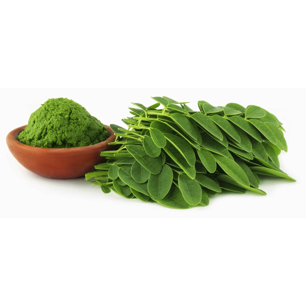 bột chùm ngây 100g