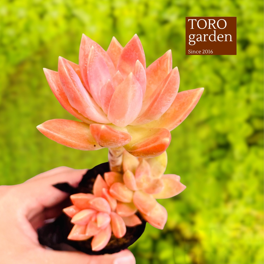 Sen đá đá đỏ cổ thụ Đà Lạt size bé cây cảnh trang trí nhà cửa Toro garden