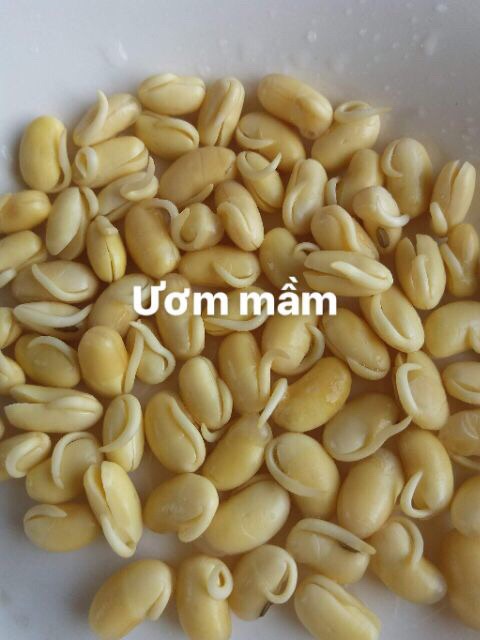 Sỉ 5 hộp mầm đậu nành nguyên sơ có mã vạch bao check