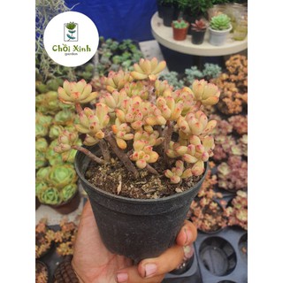 Sen đá sỏi cam gốc thụ