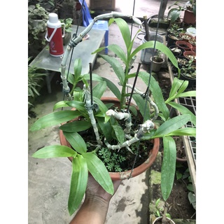 giò lan trầm thái 7 thân tơ