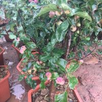 Cây giống táo ruột đỏ