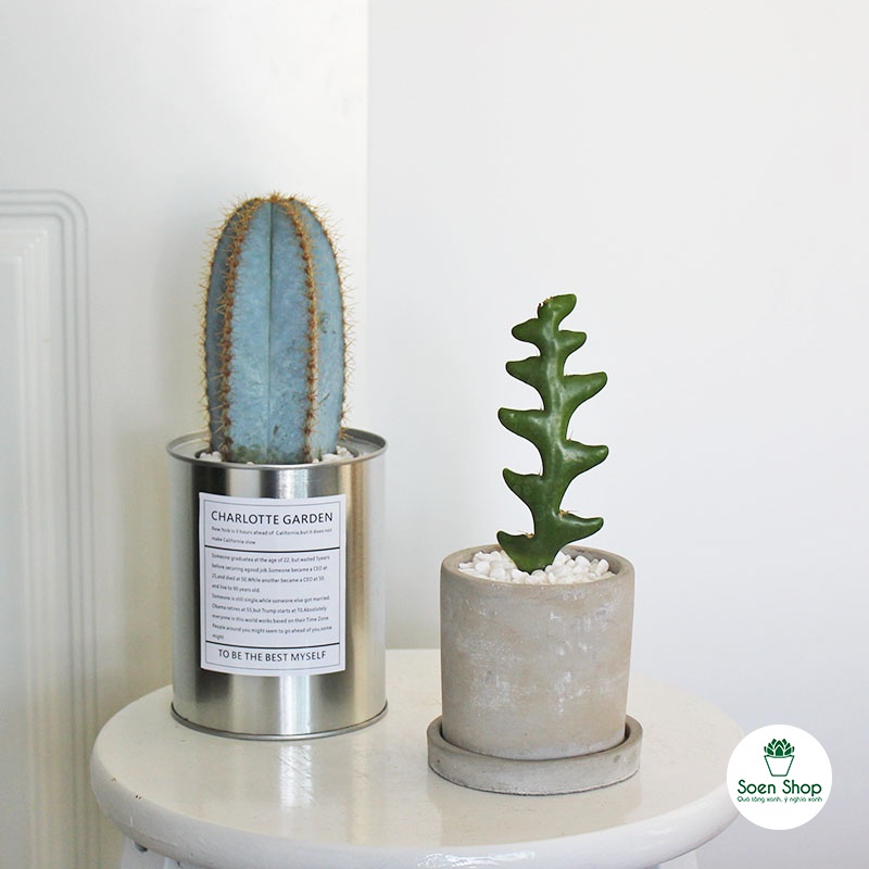 FREESHIP - Xương rồng trụ đủ loại - Sẵn chậu nhựa 7x7 - soen sen