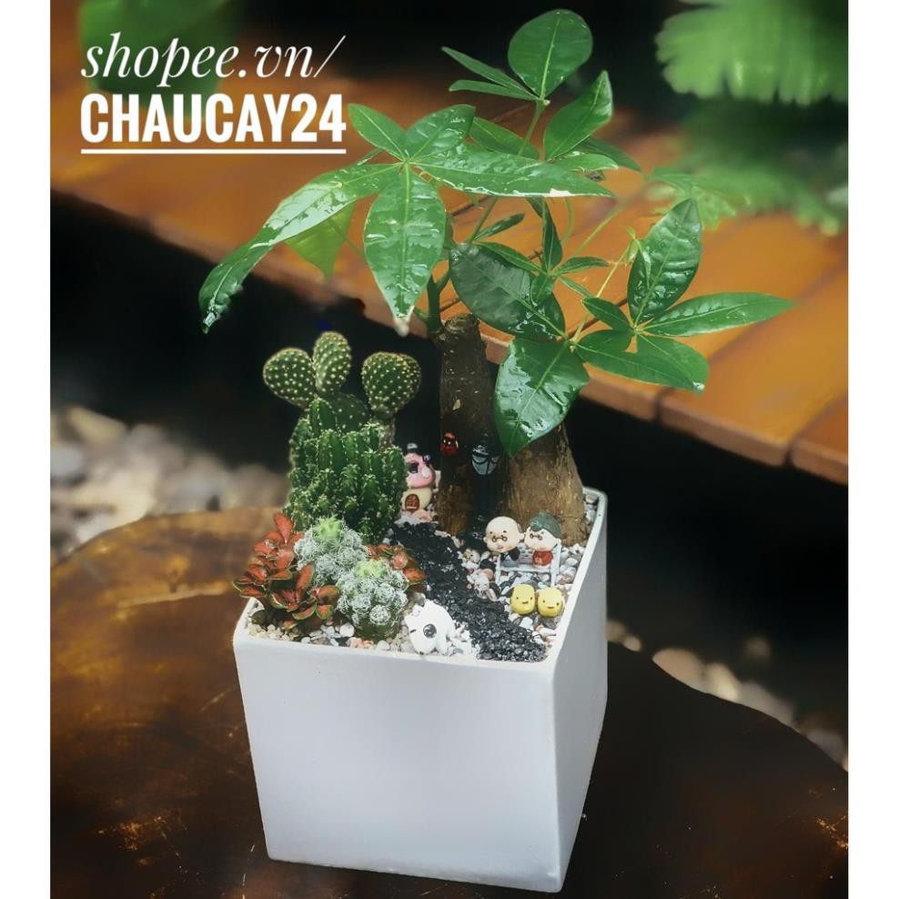 Chậu sứ trồng cây cảnh để bàn, cây nội thất, cây hoa kiểng, cây bonsai hình vuông