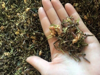 Trà sơn mật( hồng sâm) 1kg