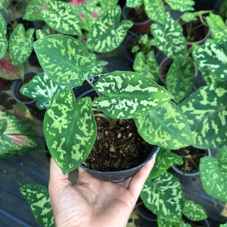 Cây môn Lính- alocasia hilo beauty