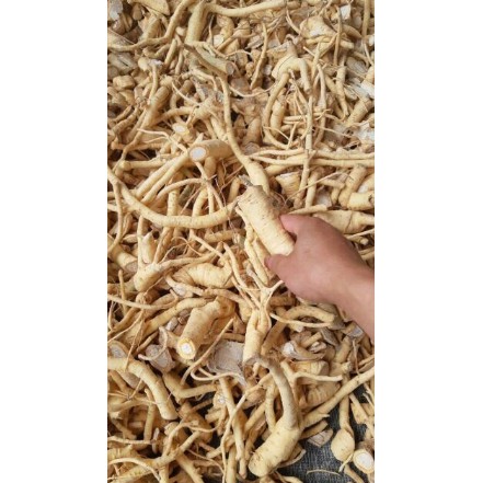 1kg rễ đinh lăng nếp khô ( rễ đinh lăng khô, củ đinh lăng khô) hàng loại 1