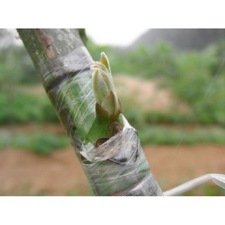 Cuộn Nilon Ghép Cây Chuyên Dụng Siêu Dai và không Tự Hoại 3CM - 4Cm - 5Cm