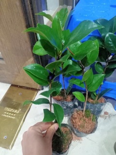Cây giống hoa trà my