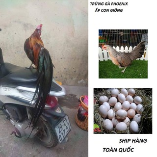 COMBO 10 QUẢ TRỨNG GÀ PHOENIX _ GÀ ĐUÔI DÀI