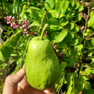 Cây ổi lê đang trái quá đẹp hàng chuẩn