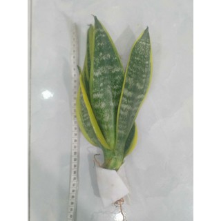 Cây lưỡi hổ Thái mini để bàn