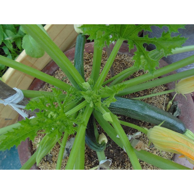 Hạt Giống Bí ngòi xanh 10 Hạt