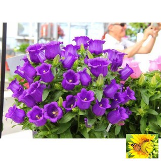 🌟hạt giống hoa chuông lùn🌟 nhiều màu siêu đẹp gói 100 hạt