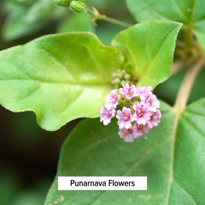 Healthy Kapha - Phục hồi và duy trì kapha cân bằng