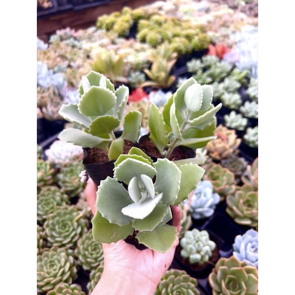SEN ĐÁ GIỐNG MỚI SIZE BẦU 4-6cm