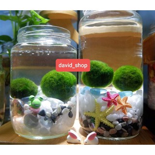 Tảo marimo tảo cầu may mắn