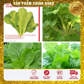 Hạt giống cải bẹ vàng Hà Giang