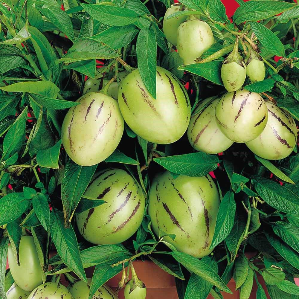 SALE 1K - Hạt Giống Dưa Hấu Pepino (20 Hạt) - Giàu Dinh Dưỡng , Năng Suất Cao