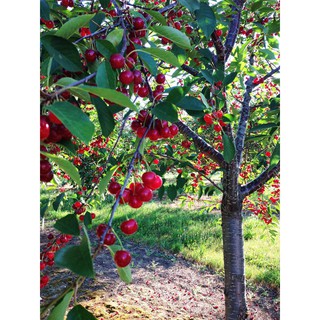 CÂY CHERRY MỸ