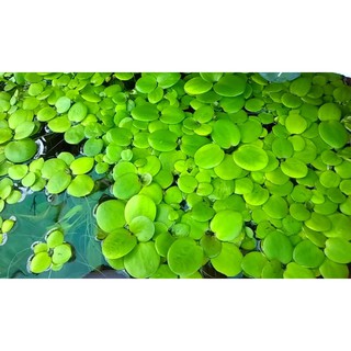 Combo 20 cây bèo nhật thủy sinh