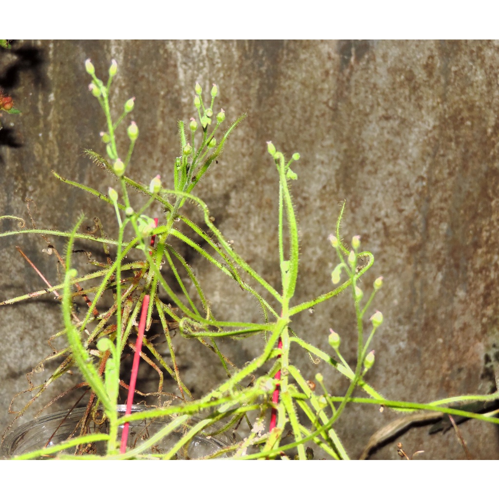 Hạt cây bắt mồi, cây gọng vó, Drosera Indica Green, 200 hạt