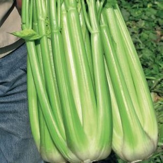 Hạt giống cần tây bẹ to, cọng lớn – Gói 5 gram