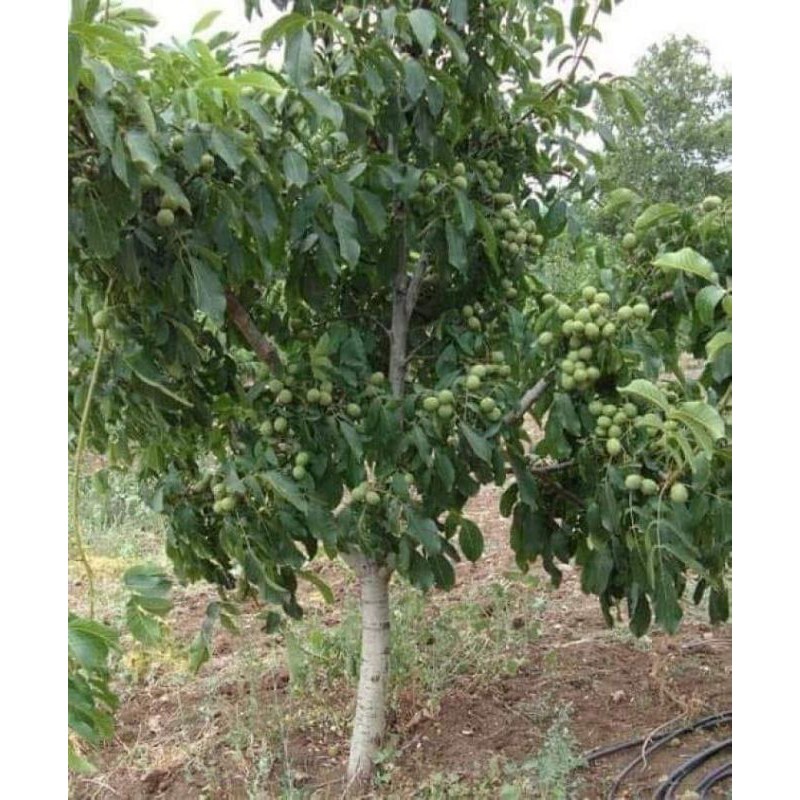 Cây giống óc chó
