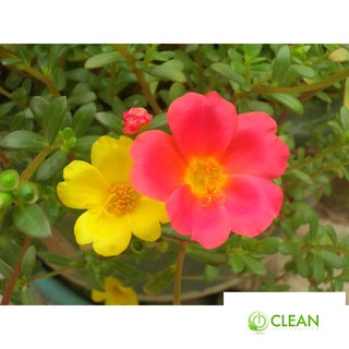 100 hạt hoa 10h sam (hoa sam)