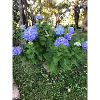 Cây cẩm tú cầu chịu nhiệt xứ nóng 🌴mua 4 tặng 1 cây bất kì🌴