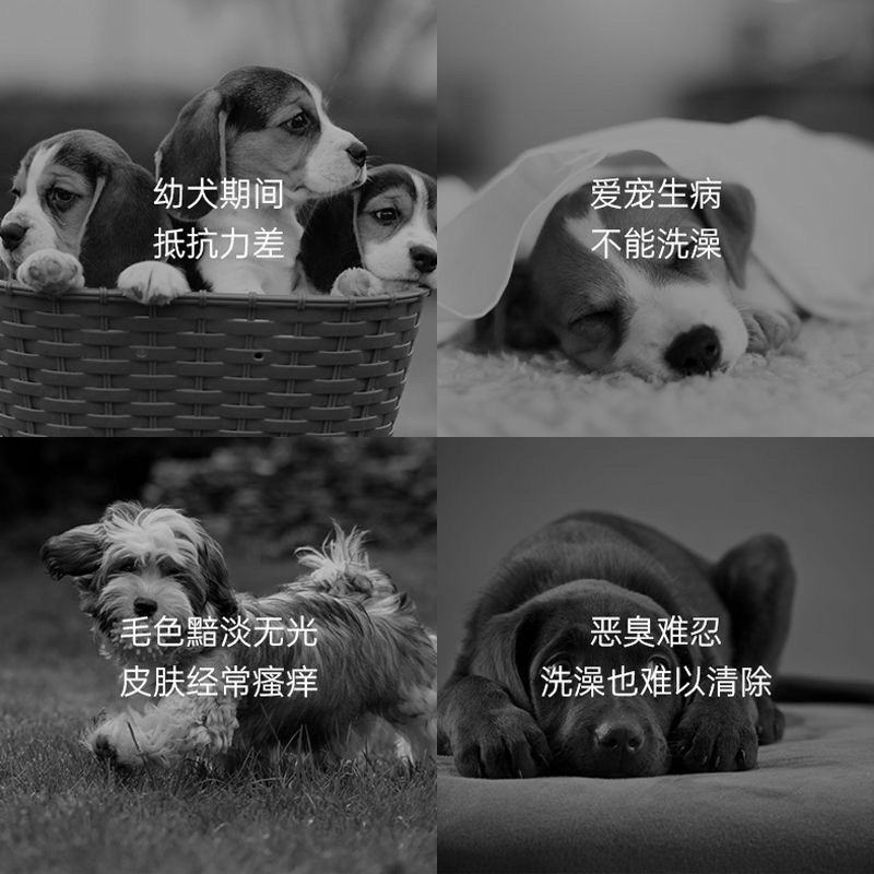 Sữa tắm khô cho chó mèo Borammy