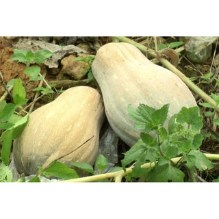 10 Hạt giống bí ngô mật