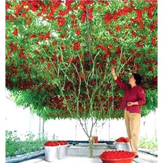 10hạt. Hạt giống cà chua leo giàn ( cà chua bạch tuộc ) (Kèm kích thích hạt nảy mầm)