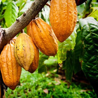 Bột ca cao DK Harvest ( Nhập khẩu Mỹ) - 200g, 500g