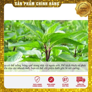 Hạt Giống Húng Quế 2Gram [Bán Sỉ]