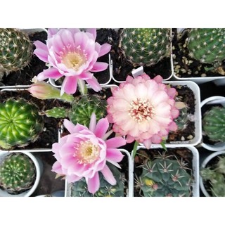Combo xương rồng boli 5củ 88k (size 2.5~3cm cây baby)