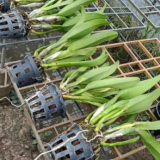 Lan Cattleya Nhật Thịnh hàng thuần sắp mèo