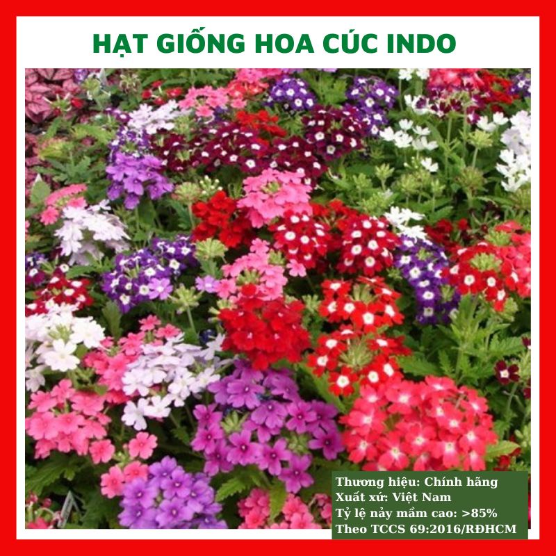 Hạt giống hoa cúc Indo cúc vân anh đẹp trồng chậu, sân vườn ban công nảy mầm cao 0,5gr