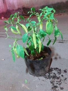 Bụi Ớt Sừng Lớn