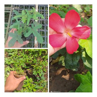 cây giống sâm bố chính