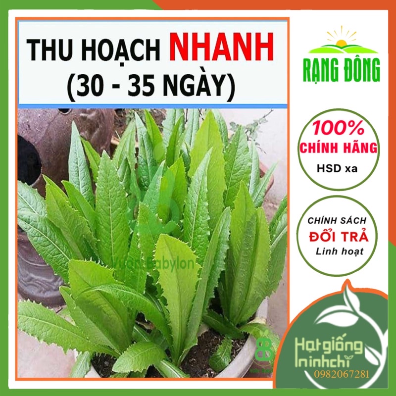 Hạt giống  Rau Diếp Thơm RADO, gói 10g, rau củ quả Rạng đông trồng ban công, sân thượng